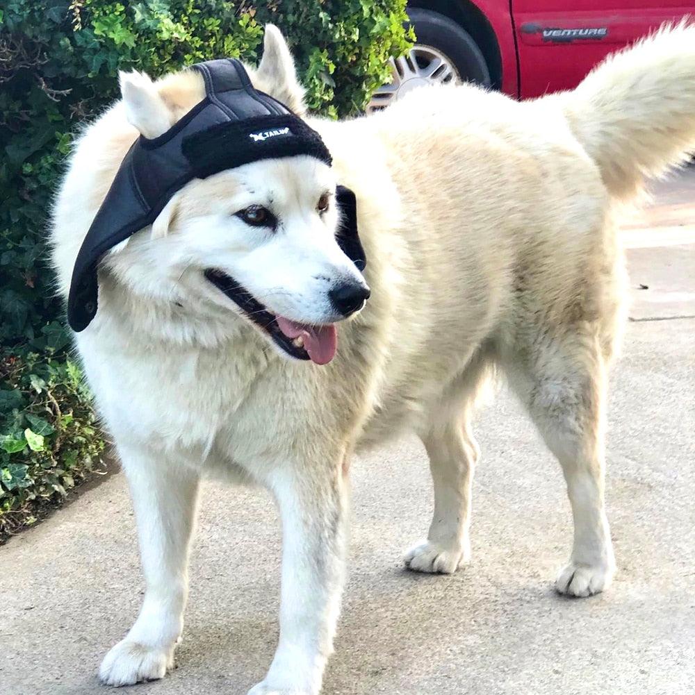 Winter Warm Pet Dogs Hat - Puppy Warm Comfortable Handsome Winter Cashmere (D69)(W6)