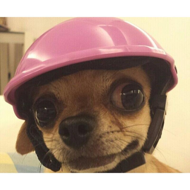 Pets Handsome Helmets - Dog Ridding Caps Hat - Plastic Puppy Cat Bike Motorcycle Protect Helmets (2U69)